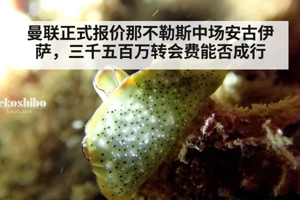 曼联正式报价那不勒斯中场安古伊萨，三千五百万转会费能否成行